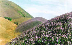 Photo of Kurinji Flowers in a Landscape Setting