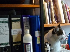 Photo of Bookshelf with cat sitting on it