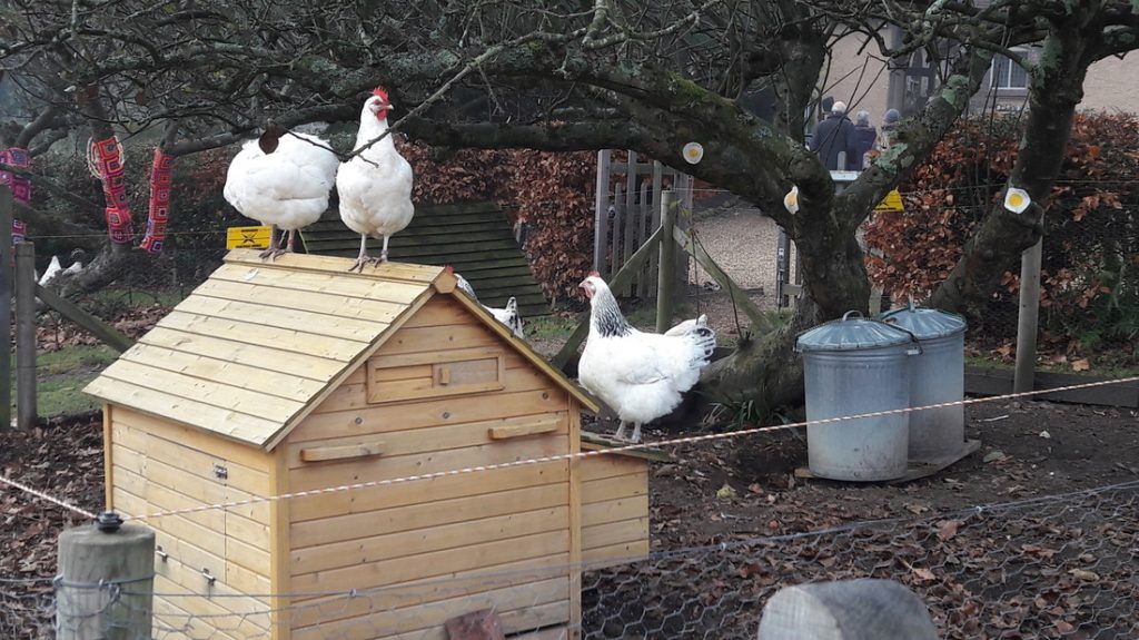 Image of a chicken coop at Standen