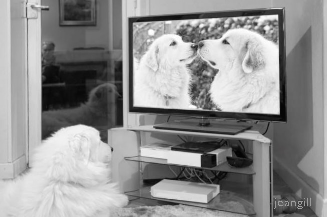 Photo of dog watching TV