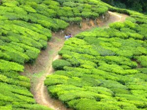 Image of a Tea Plantation Landscape