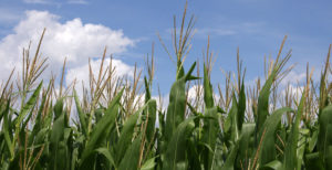 image of corn with tassels in a field