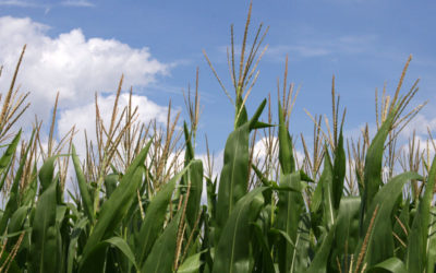 Corn Porn and Maple Syrup